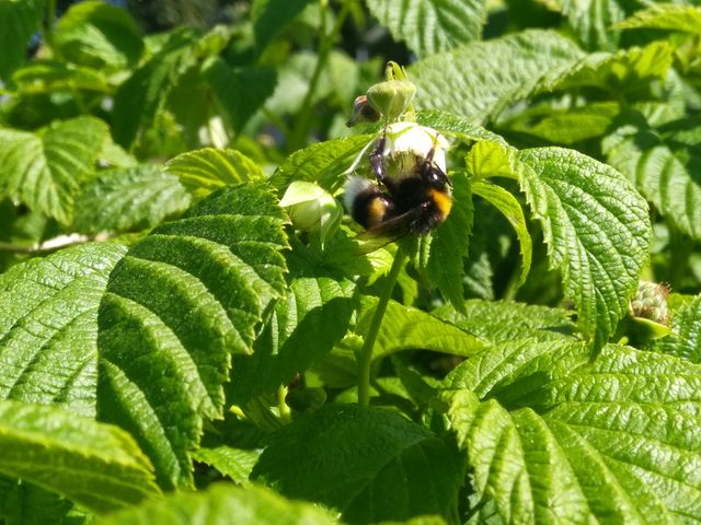 Het voedselpark verhoogt de biodiversiteit.