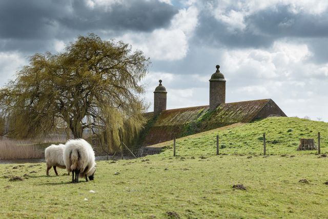 Grazende schapen bij Stenen Poppen