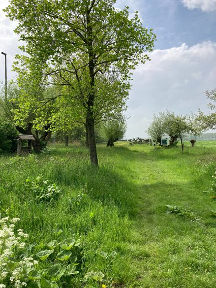 Foto van natuur bij De Schaapskooi