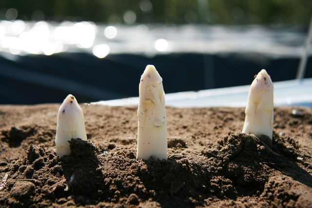 Asperges in het aspergebed