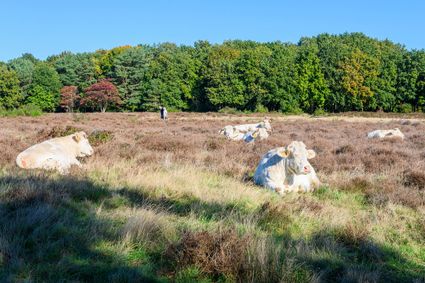 Runderen op de Hoorneboegse Heide