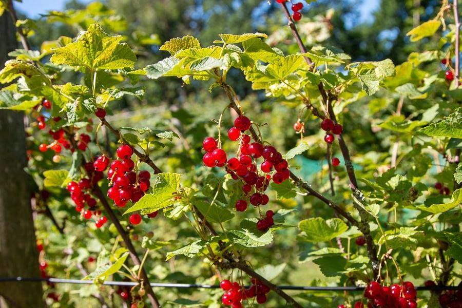 Rode bessen aan struiken in de pluktuin van Landgoed Bredius in Woerden.