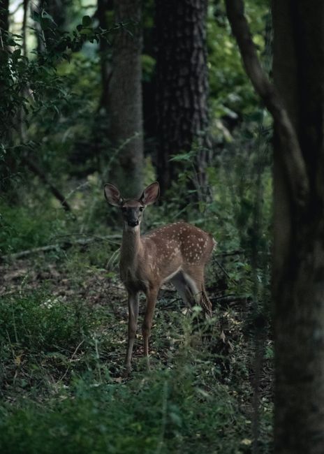 Een hert staat in het bos