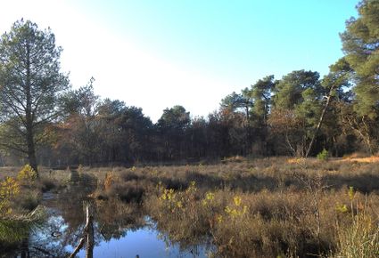 Publiekswandeling Stiphoutse bossen