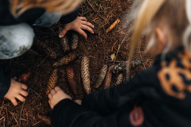 Kindjes zoeken op de grond naar denneappels