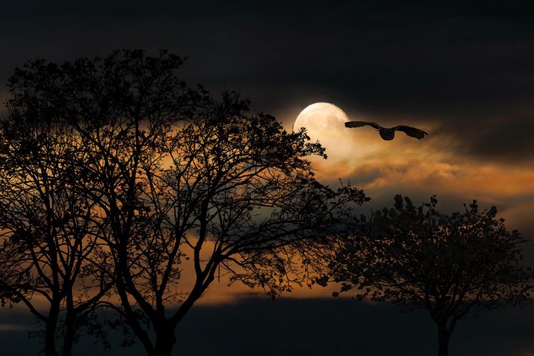 Nacht van de Nacht Helenaveen
