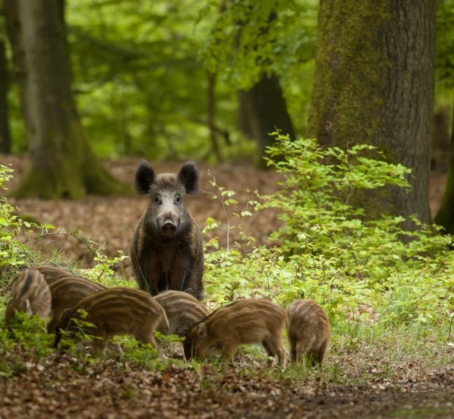 Zwijn met biggen