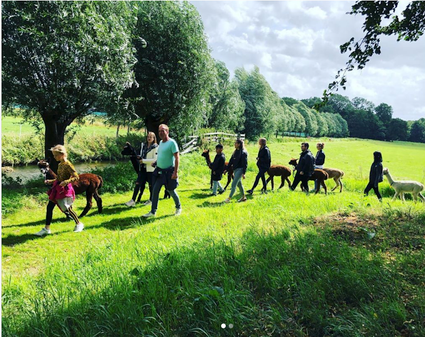 wandelen met alpaca's bij Alpace Experience