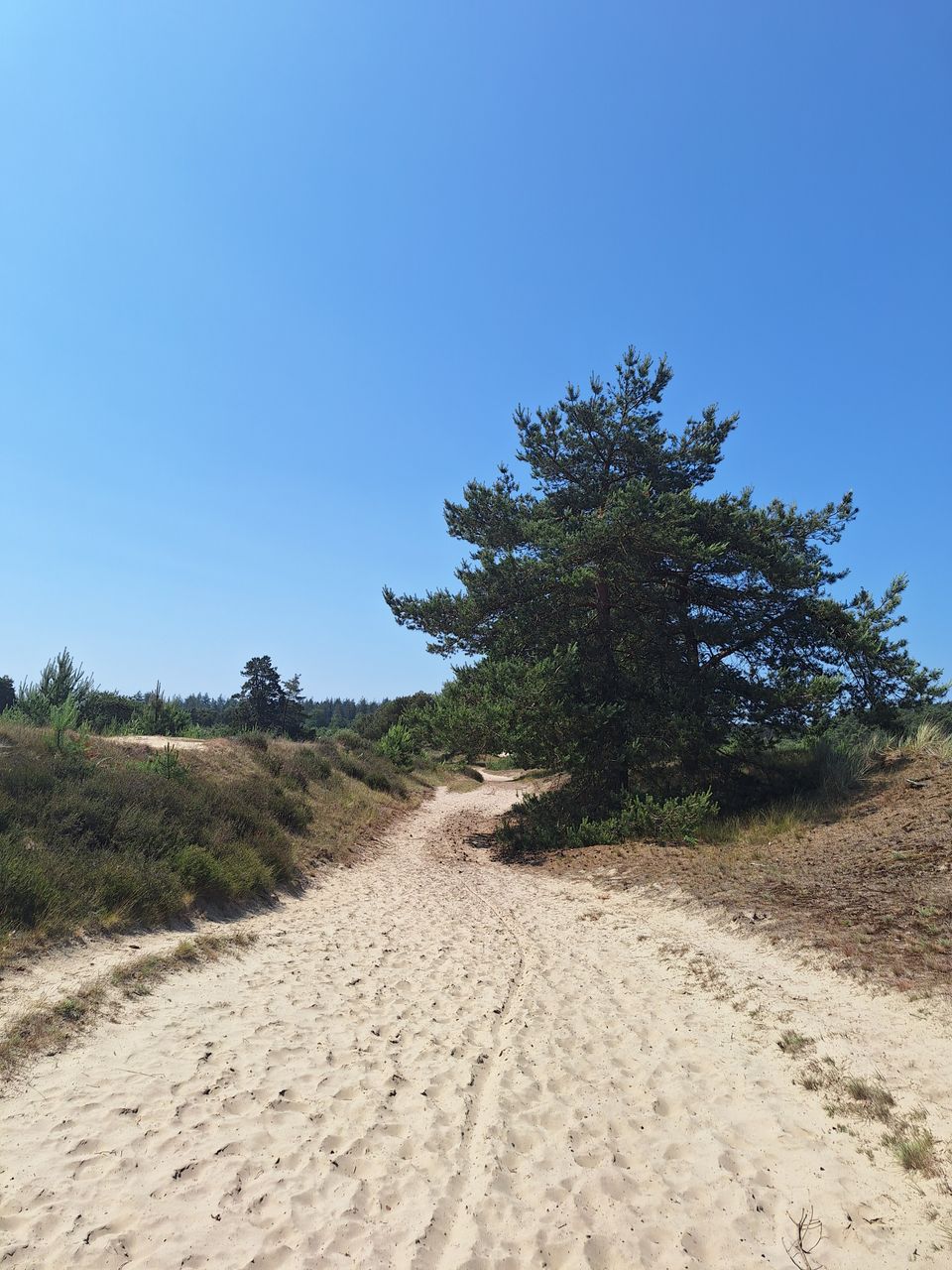 Wandeling om het Canadameer en door de kale duinen bij Appelscha