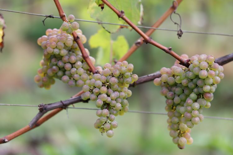 Sauvignac druiven op de wijngaard By Ypma