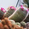 bloeiende cactussen in de Oranjerie