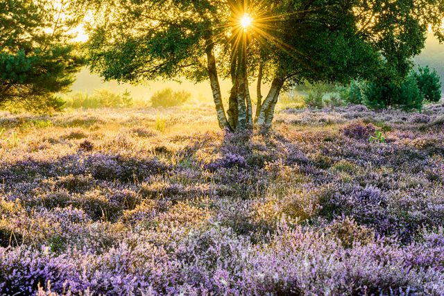 Westerheide in bloei bij zonsopkomst