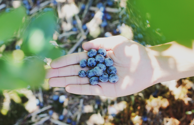 Een handvol vers geplukte blauwe bessen