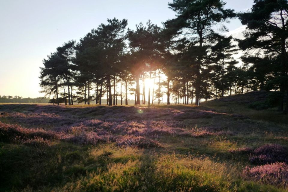 Grabhügel mit Heide bei Sonnenuntergang.
