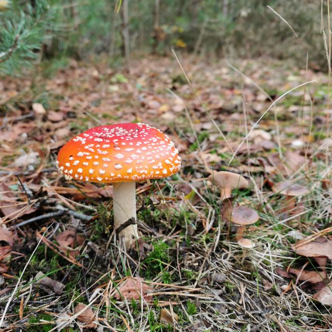 Herfstbos paddenstoel