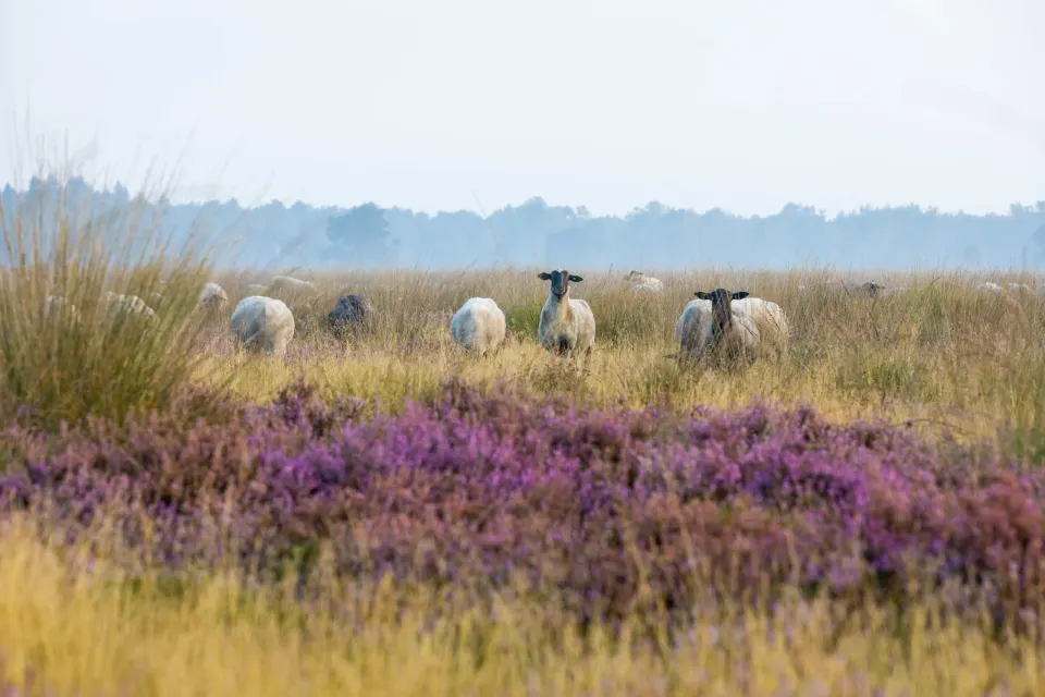 Drentse heidedagen - schapen in paarse heide