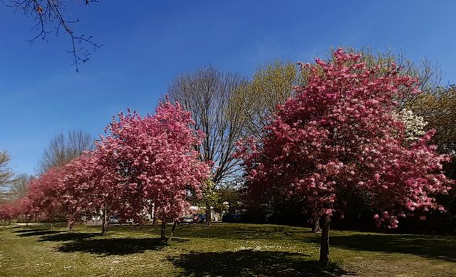 Bloesembomen op de Peelrandbreuk Deurne, Vlierpark