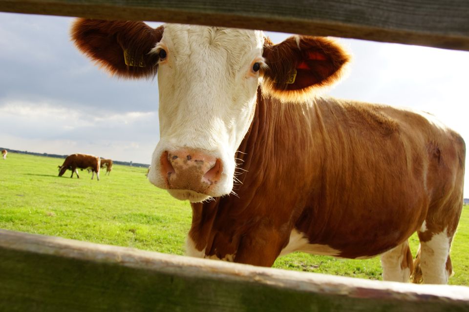 Close-up foto van een koe in Zoeterwoude