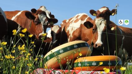 Koeien in een groen weiland met wielen ambachtelijke streekkaas van Boerbert op de voorgrond, duurzame kaasmakerij in het Groene Hart.