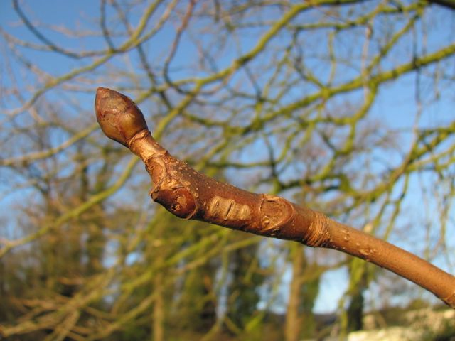 De knop van de Dubbelbloemige Paardenkastanje