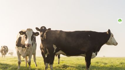 Beleefboerderij De Elihoeve in Snelrewaard, Groene Hart, zwartbonte melkkoeien staan in een groene polderweide tijdens een zonnige ochtend in het landelijke veenweidegebied.