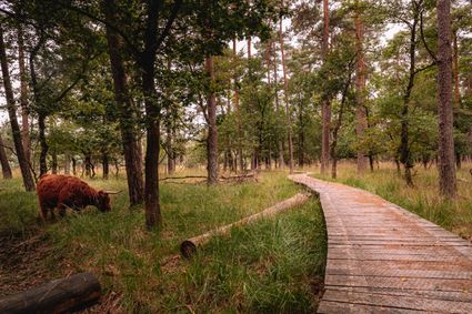 Grazende hooglander naast het vlonderpad op Landgoed de Stippelberg