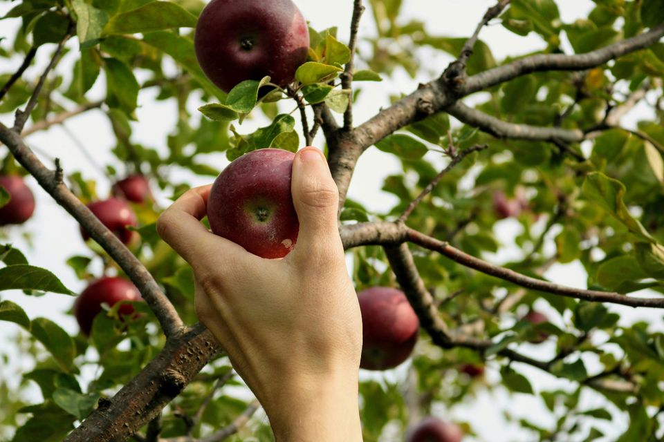 Fruitplukdag