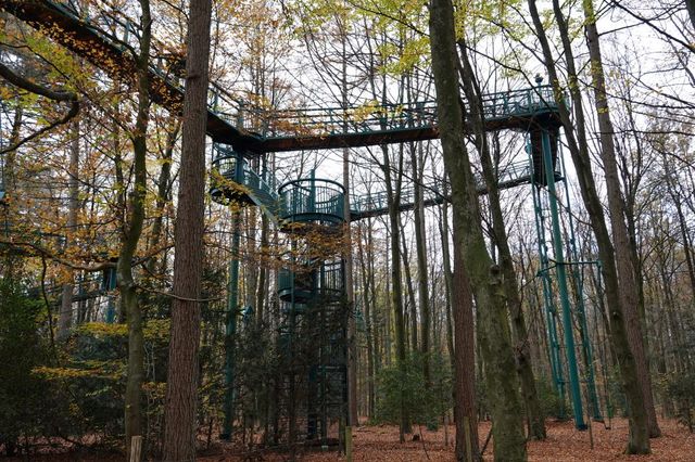 Het boomkroonpad tussen de boom in herfstige sferen