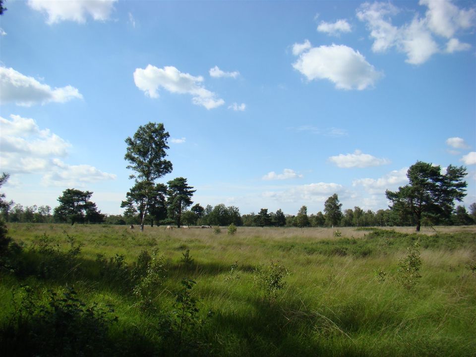 De Moeren