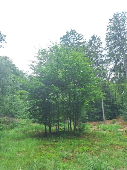 Beeldenroute Olterterp