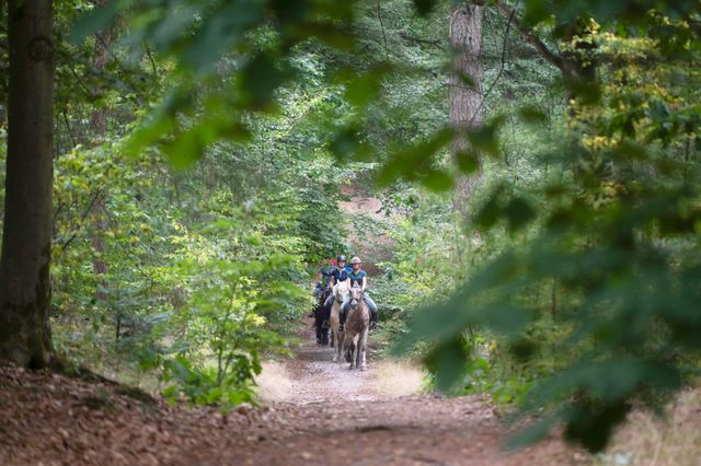 Een groep van vier ruiters rijdt achter elkaar over het ruiterpad door de bossen op de Hondsrug.