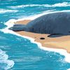 Illustratie van een kind met een kleine walvis op het strand