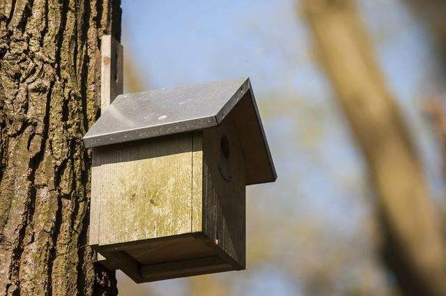 Een vogelhuisje aan een boom