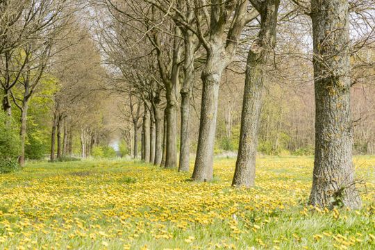 Pampushout gele bloemen