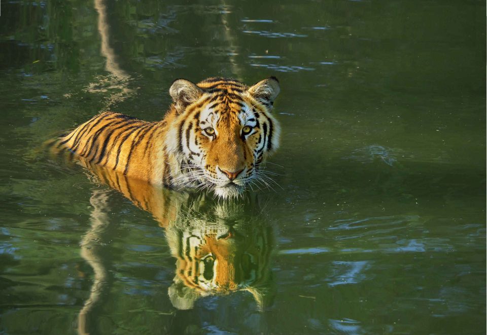 Amoertijger in water