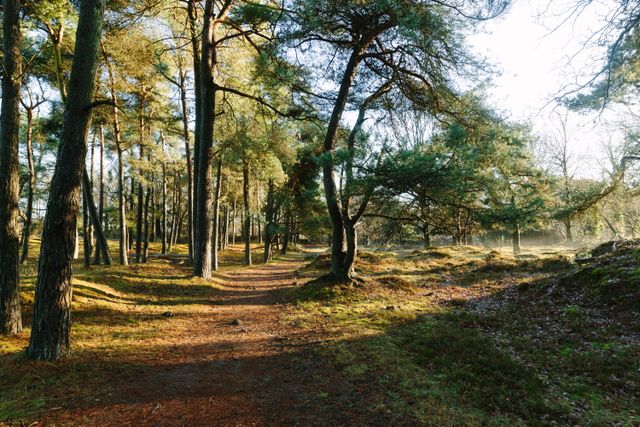 Een bos waar de zon doorheen schijnt en een pad doorheen loopt.