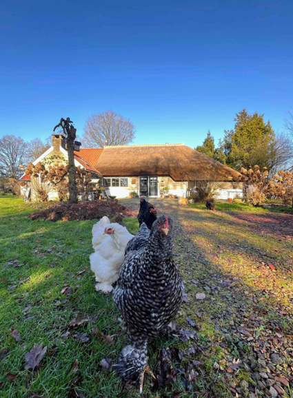 B&B Buitenlui Zandhuizen