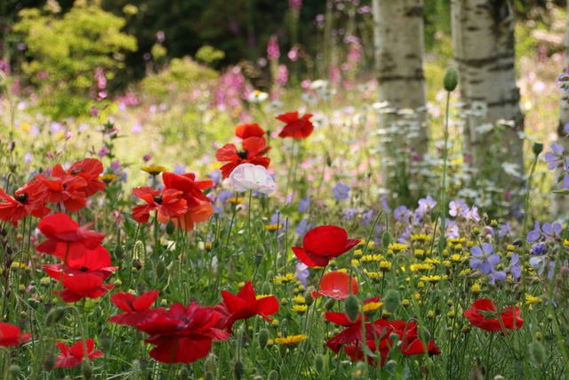 Wilde bloemen in allerlei kleuren.