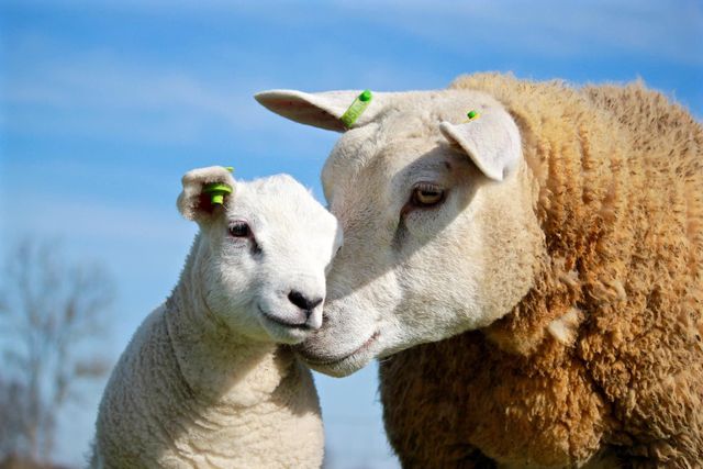 Schaap met lam