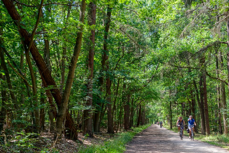 Fietsers in het Spanderswoud