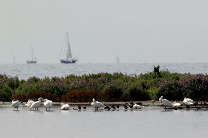 allemaal zwanen die in een plas water staan met op de achtergrond het ijsselmeer