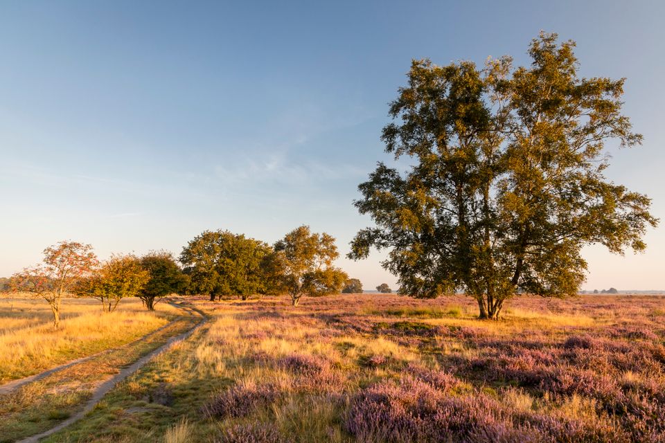Drents heideveld met bomen bij een ondergaande zon.
