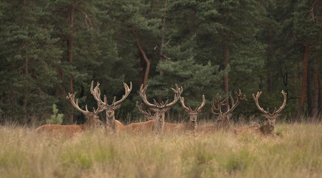 Roodwild ©Nunspeet uit de Kunst