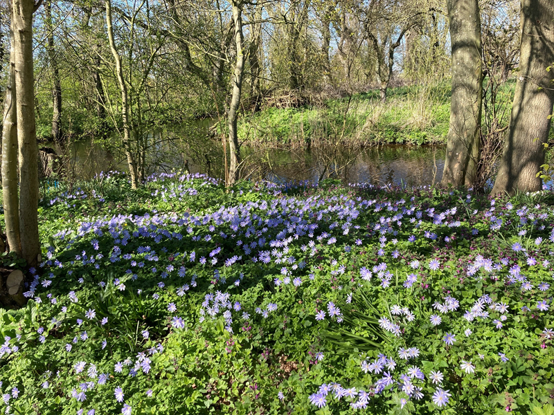 De blauwe anemoon is de meest opvallende stinzenflora-plant bij Harsta State.
