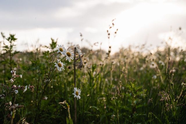 Nahaufnahme von kleinen Blumen in der Natur.