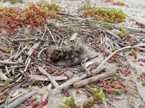 Net uitgekomen visdiefkuiken op Marker Wadden_Femke van Zetten_verkleind