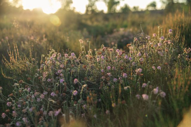 Paarse heide van dichtbij gefotografeerd