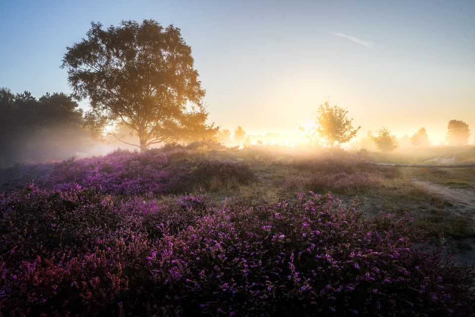 Paarse heide