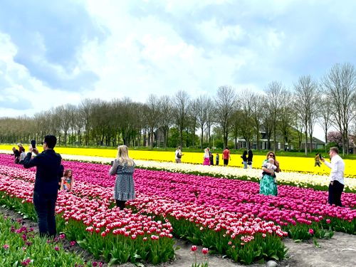 Tulpenveld waarin bezoekers lopen