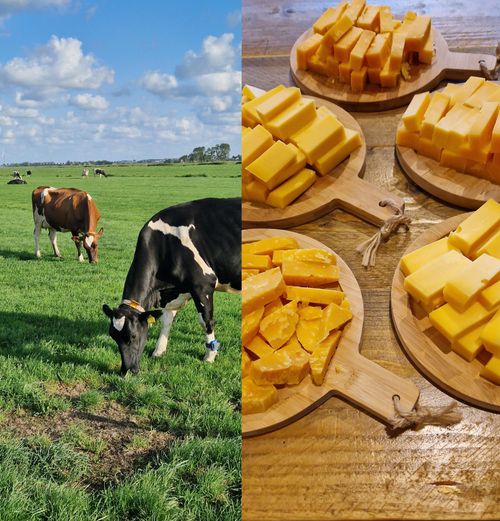 Koe en kaas